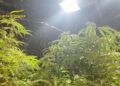 Marijuana