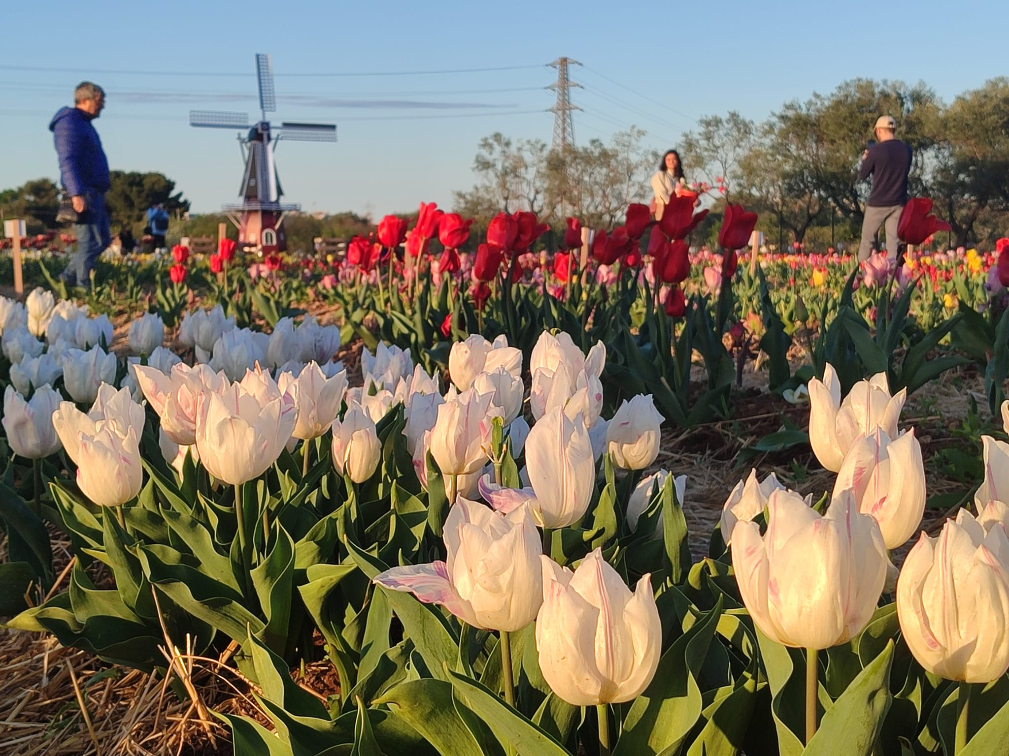 Tulipark