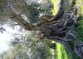 Il Barone Originale ulivo