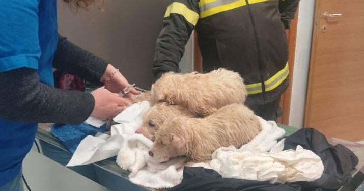 Cuccioli Salvati