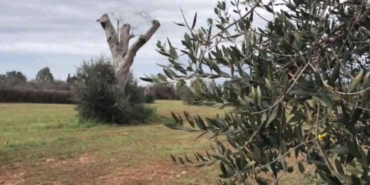 Xylella, In Arrivo 30 Milioni Per I Reimpianti Delle Colture: “presto Un Tavolo Di Confronto Al Ministero” – Video