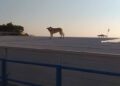 Cane Trani