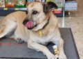 Cane Trani