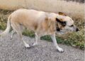 Cane Trani