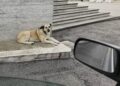 Cane Trani