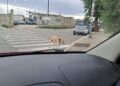 Cane Trani