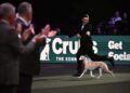 Cane più bello del mondo