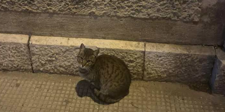 Gatto patatino crollo