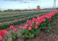 Tulipark 4