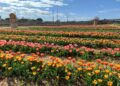 Tulipark Bari 5