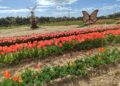 Tulipark Bari 7
