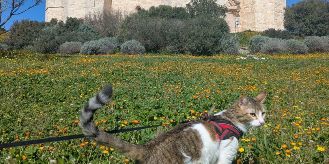 Animali Castel Del Monte