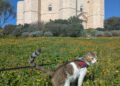 Castel del Monte animali