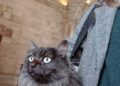 Castel del Monte animali