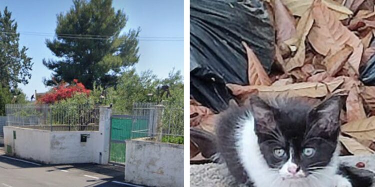 Gatti A Palese