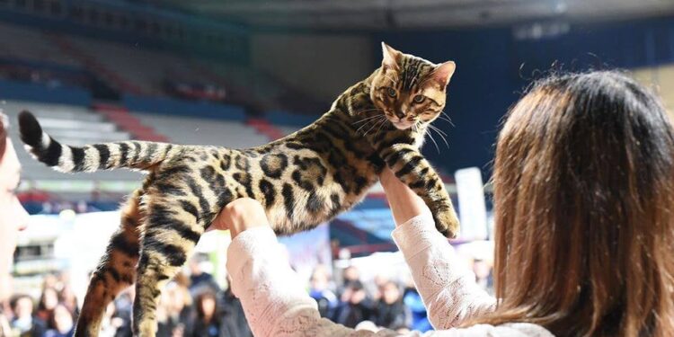 Gatto Fiera