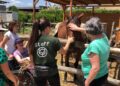 Alpaca Gravina