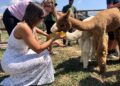 Alpaca Gravina