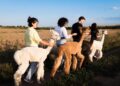 Alpaca Gravina