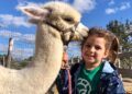 Alpaca Gravina