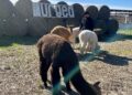 Alpaca Gravina