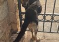 Cane Incastrato 1