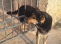 Cane Incastrato 2