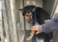 Cane Incastrato Dopo Liberazione