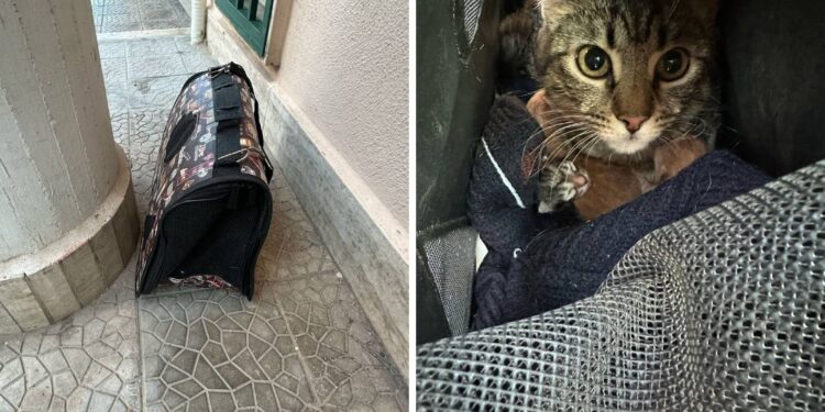 Gatti