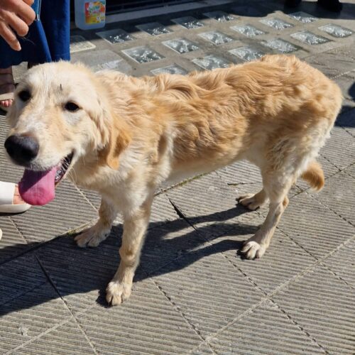 cane abbandonato