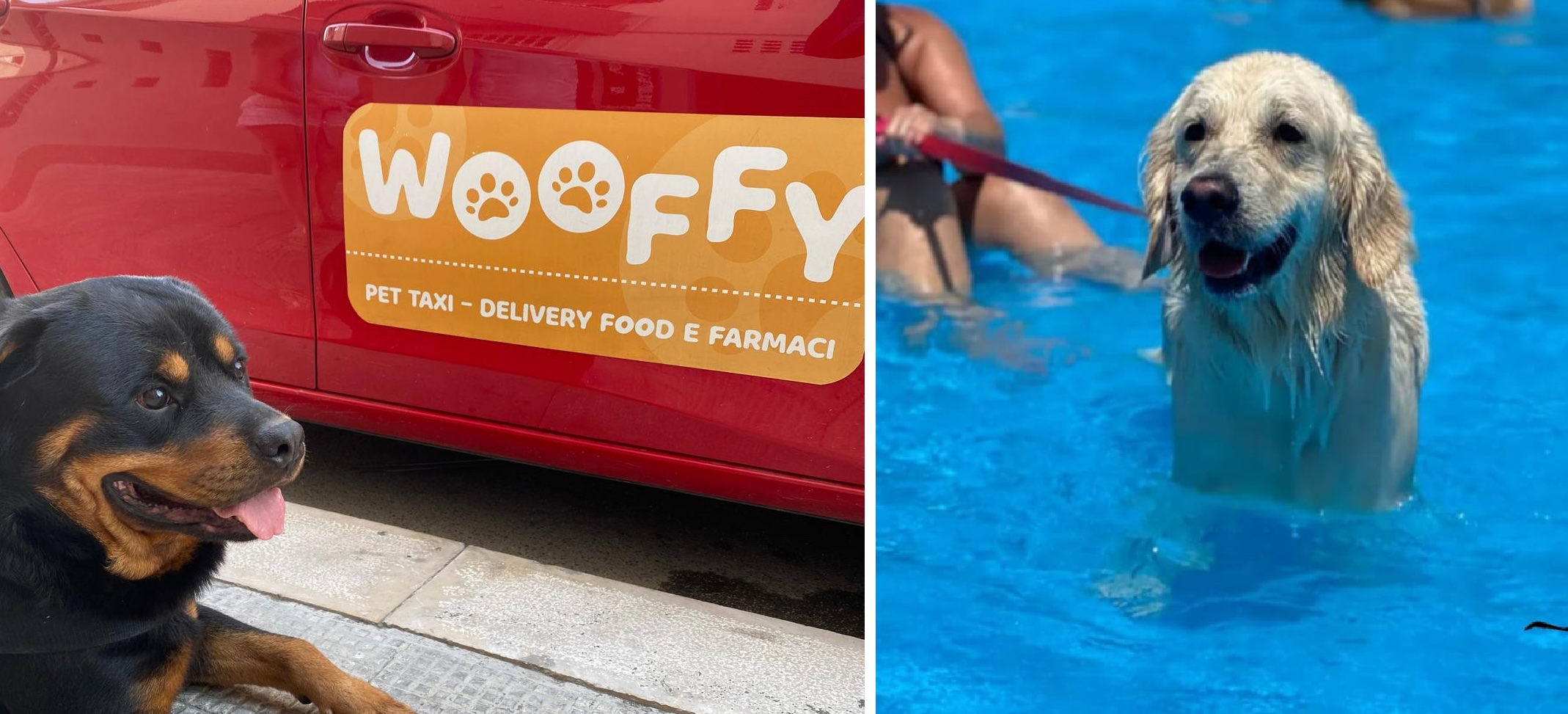 Cani Piscina Taxi