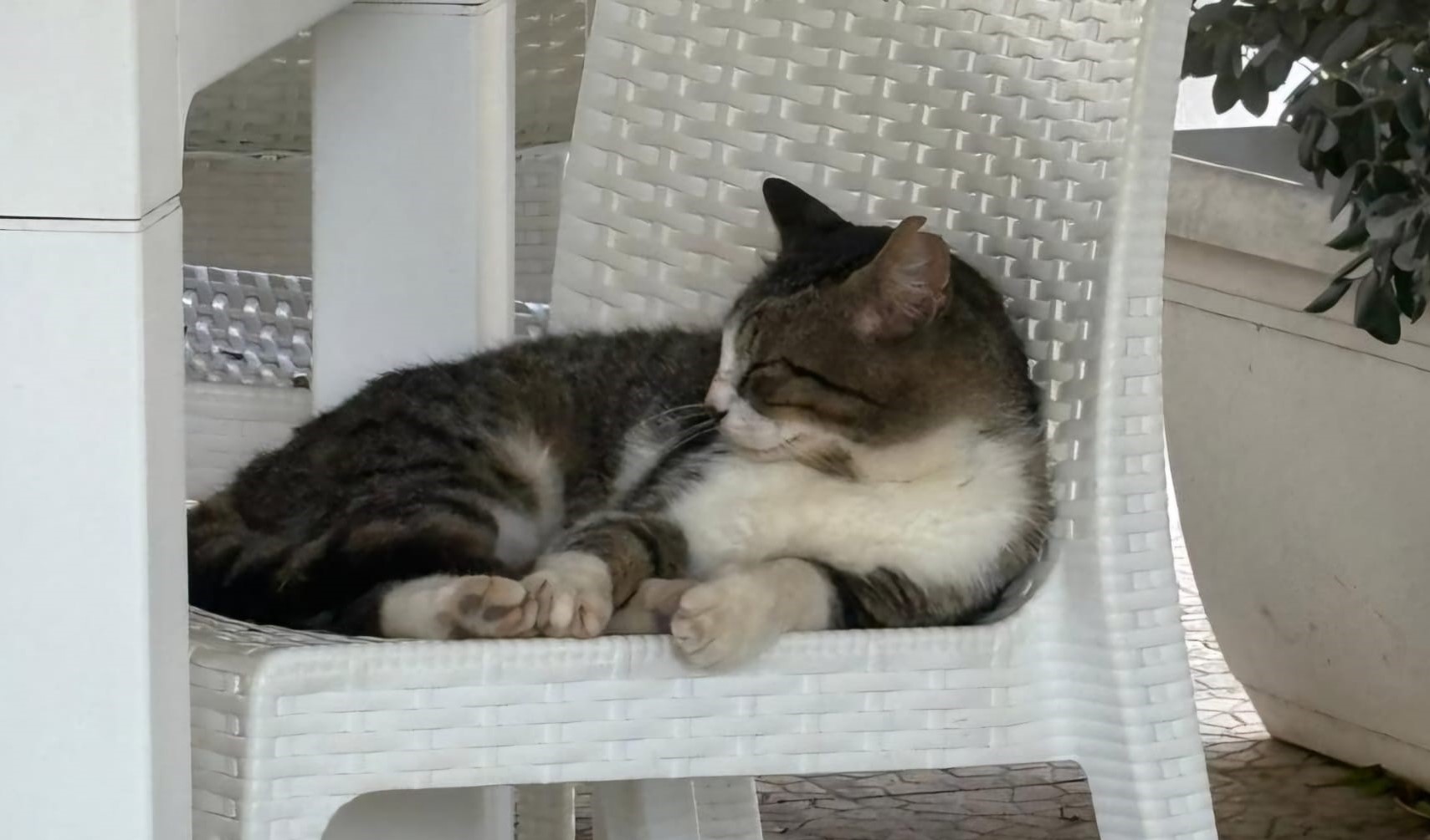 Gatto