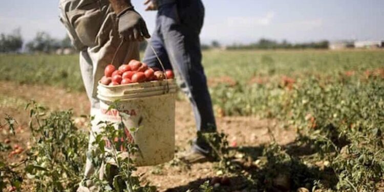 Migranti Campi Pomodoro