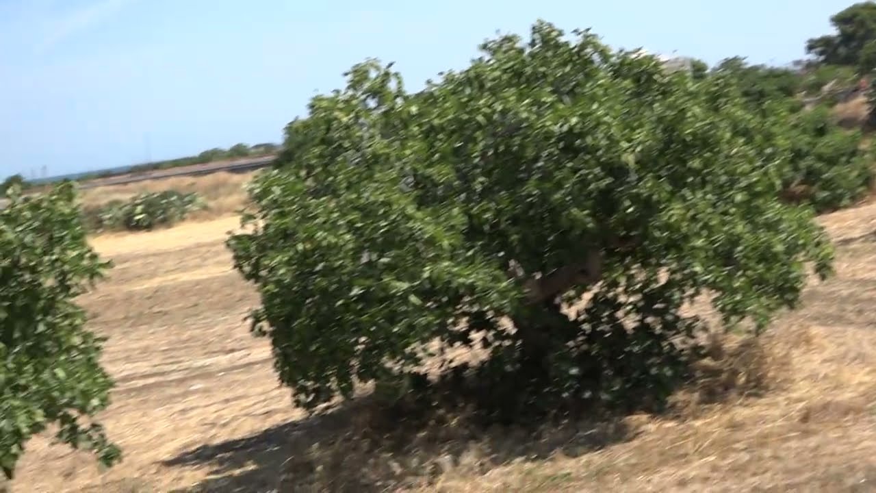 Bari, Addio A Semi Di Vita: Dopo 11 Anni Chiude L’orto Sociale Di Japigia. “anima Della Periferia” – Video