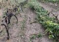 Bollettino Di Guerra In Campagna A Mottola Dopo Tornado E Grandine