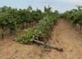 Bollettino Di Guerra In Campagna A Mottola Dopo Tornado E Grandine
