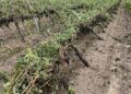 Bollettino Di Guerra In Campagna A Mottola Dopo Tornado E Grandine