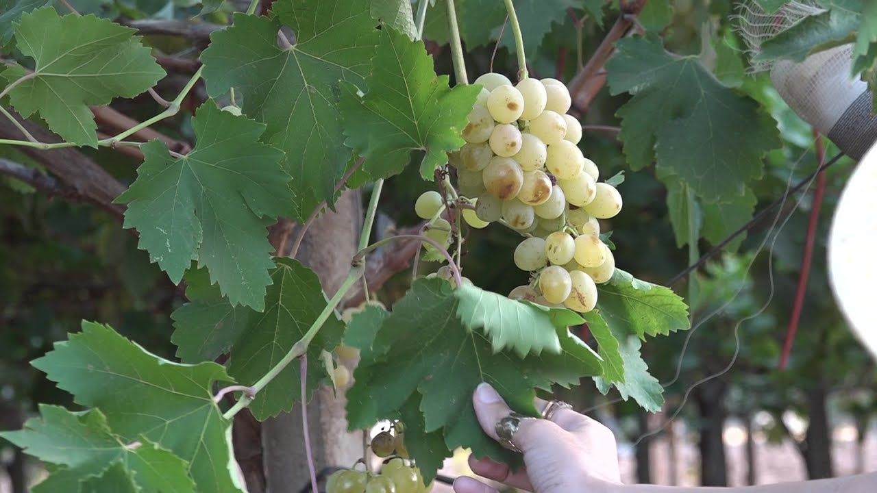 Annata Abbondante Per L’uva Da Tavola, Ma Il Prezzo Crolla. L’appello Degli Agricoltori: “servono Più Lavoratori” – Video