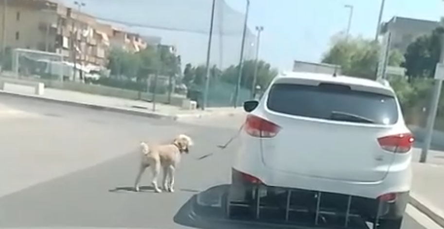 Cane Zapponeta
