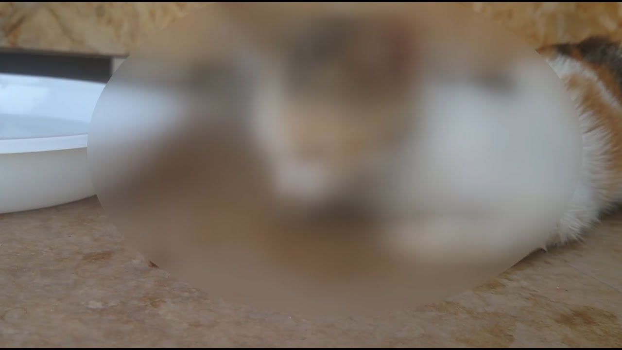 Strage Di Gatti Al Quartiere Sant’anna Di Bari, La Denuncia Dei Residenti: “qualcuno Li Avvelena” – Video