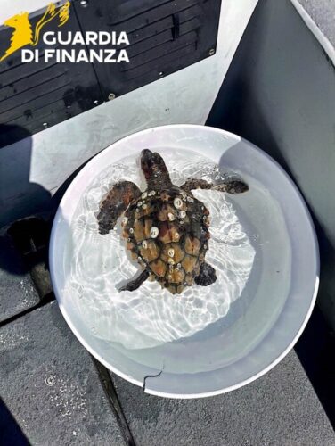 Tartaruga