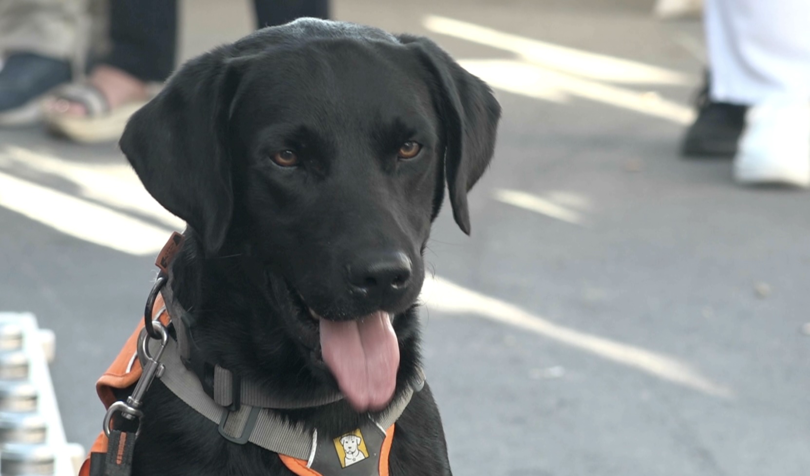 Labrador Acqua