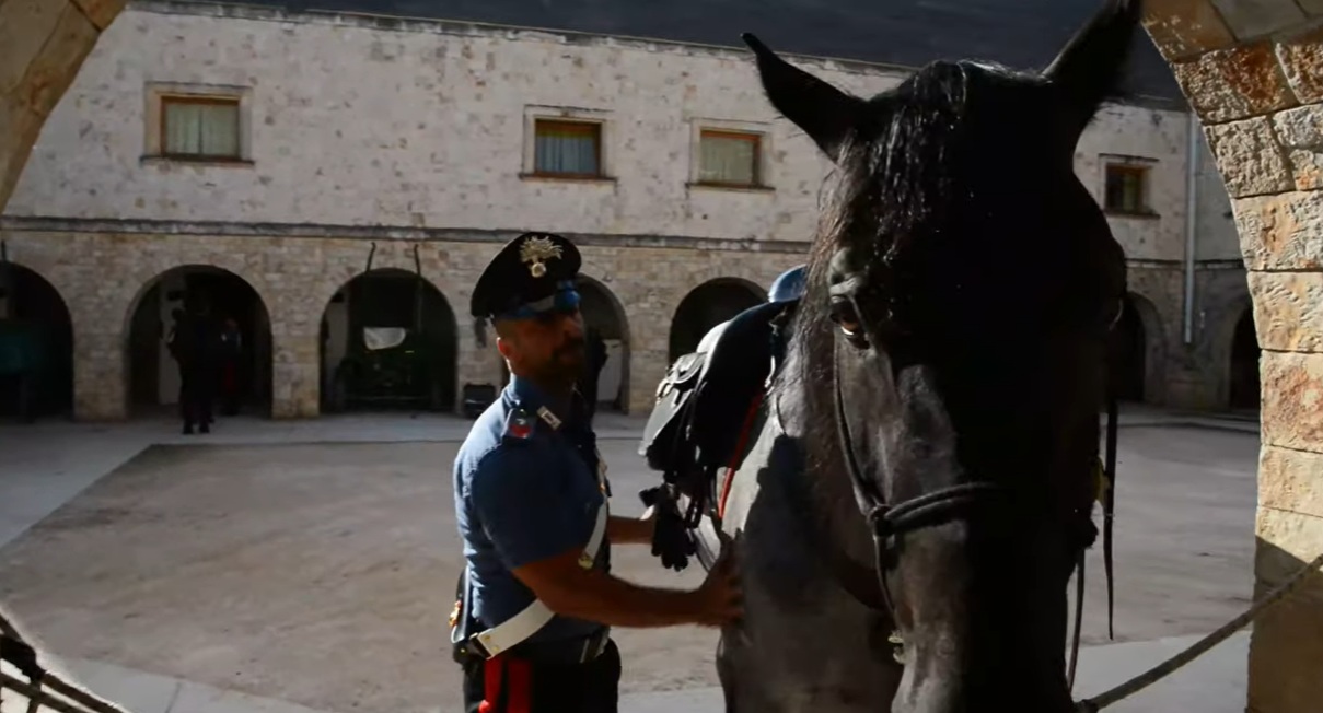 Cavallo Murgese Carabinieri