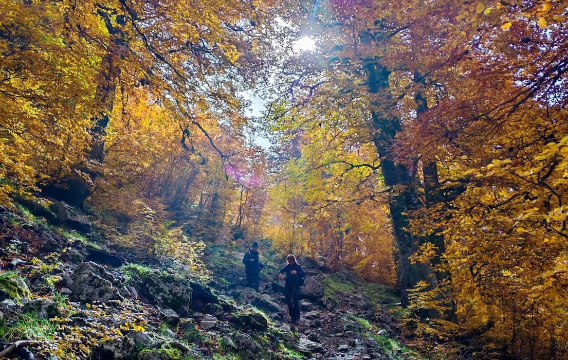 Bosco Autunno