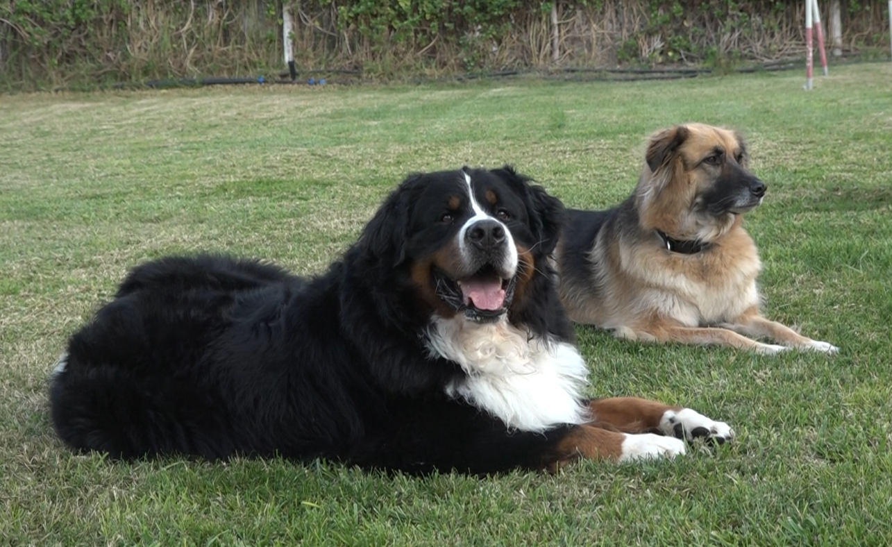 Cane Balto