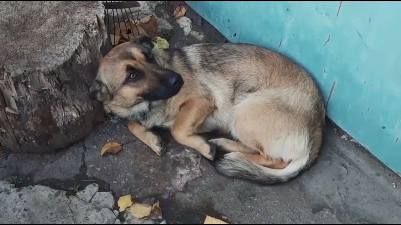 Botti Di Capodanno, Come Proteggere Gli Animali Dal Rumore: “allestite Una Stanza Protetta” – Video