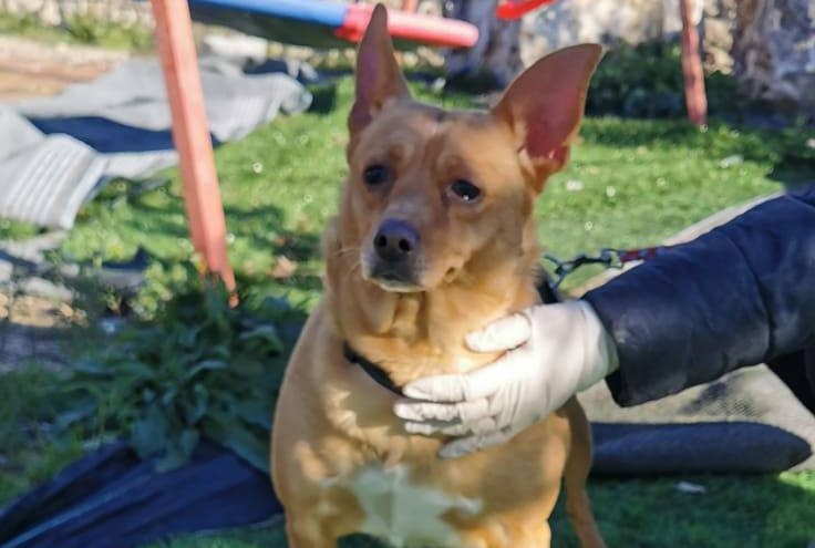 Akita cane casamassima