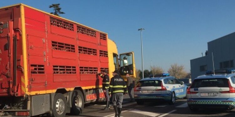 Animali Polizia Stradale