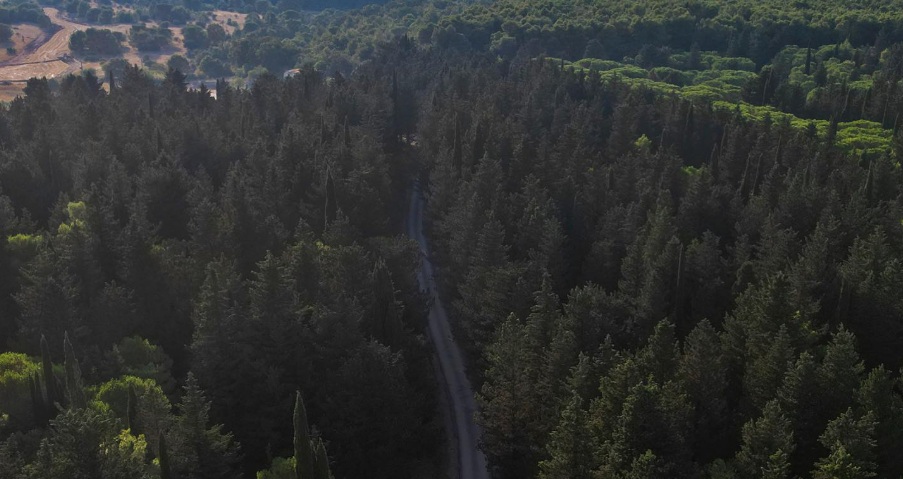 Foresta Mercadante