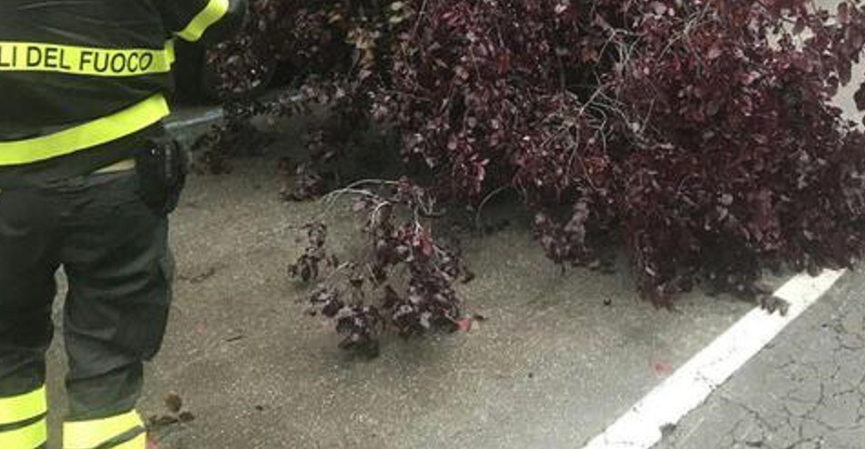 Vigili Del Fuoco Alberi